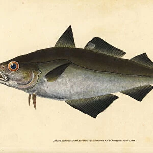 Pollack, Pollachius pollachius (Whiting pollack, Gadus pollachius). Handcoloured copperplate drawn and engraved by Edward Donovan from his Natural History of British Fishes, Donovan and F. C. and J. Rivington, London, 1802-1808