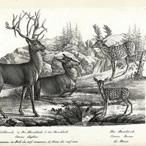 Red deer, Cervus elaphus, and fallow deer, Dama dama. Lithograph by Karl Joseph Brodtmann from Heinrich Rudolf Schinz's Illustrated Natural History of Men and Animals, 1836