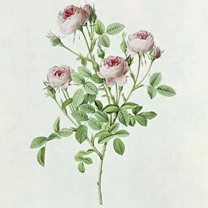 Rosa Pomponia, from Les Roses by Claude Antoine Thory (1757-1827) engraved