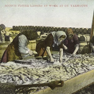 Sorting the catch, Great Yarmouth (colour photo)