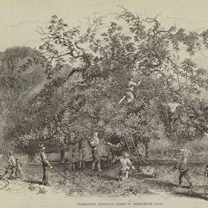 Threshing Chestnut Trees in Greenwich Park (engraving)