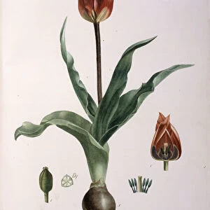 Tulipa praecox, 1811-1829 (stipple-engraving, printed in colours and finished by hand)