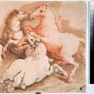 "Un combat de chevaux"(Fighting horses) Dessin a la plume, encre de l ecole italienne. 1550-1600 Musee Pouchkine, Moscou