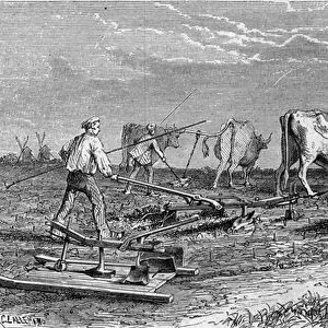 Viticulture in Medoc: plowing the vineyards thanks to a plow drawn by oxen
