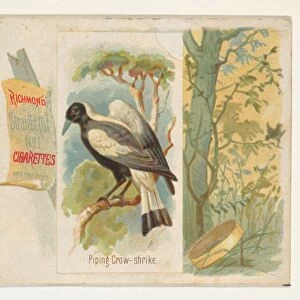 Piping Crow-shrike Song Birds World series N42