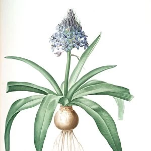 Scilla peruviana, Scille de Perou; Cuban Lily or Peruvian Jacinth, Redoute, Pierre Joseph