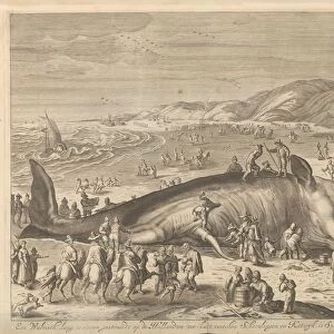 Stranded whale Berckhey 1598 whale 70 feet long