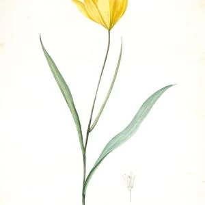 Tulipa sylvestris, Tulipa sauvage, Wild tulip; Woodland tulip, Redoute, Pierre Joseph