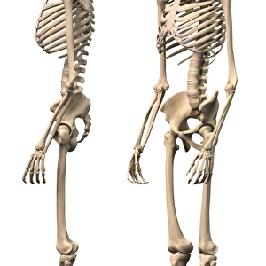 Anatomy of male human skeleton, side view and perspective view