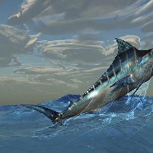 An iridescent Blue Marlin bursts from ocean waters
