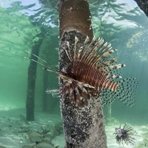 A lionfish swims beneath a pier off the coast of Belize