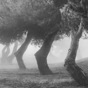 The Trees in a Misty Morning