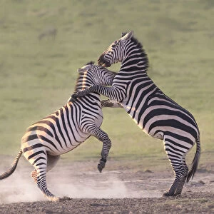 zebras fighting