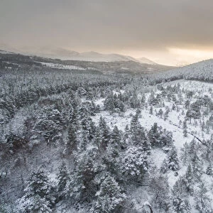 Aerial view of snow covered natural forest at the edge of plantation forest, Ryvoan Pass, Glenmore, Highlands, Scotland, UK. December, 2017
