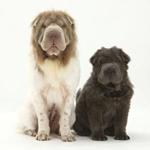Bearcoat Shar Pei mother, with her Blue Bearcoat puppy, 13 weeks