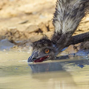 Emu (Dromaius novaehollandiae) drinking at freshwater pool, Biloela, Queensland, Australia