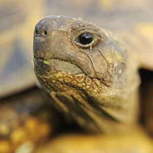 Greek land / Spur thighed tortoise (Testudo graeca) head portrait, Lake Kerkini, Macedonia