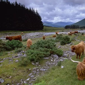 Highland Cattle (Bos tarus) herd grazing, West Highland Way, Tyndrum, Scotland, UK