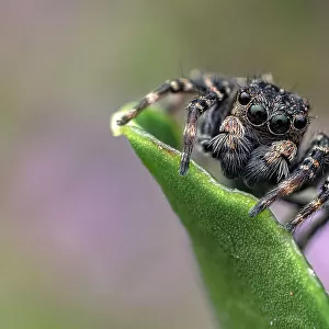 Jumping spider (Hypositticus pubescens) male, resting on leaf, Lucerne, Switzerland. June. Focus stacked