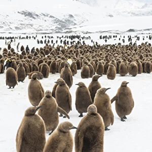 King penguin (Aptenodytes patagonicus) chicks gathered in a creche, Fortuna Bay