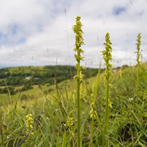 Musk orchid (Herminium monorchis) growing on the scarp slope of the Cotswolds at Crickley