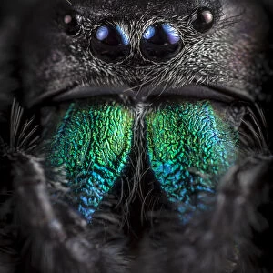 Regal Jumping Spider (Phidippus regius) male, close-up showing irridescent mandibles