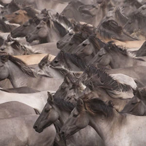 Wild / feral Dulmen ponies (Equus caballus) close up of herd of mares and foals running