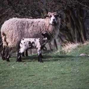 Sheep and Lambs in April, Wharfedale, Yorkshire, 20th century. Artist: CM Dixon