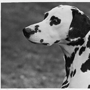 Dalmatian / Josephine / 1952