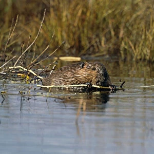 Beaver Gnawing On Branch In Pond Denali Np In Ak Summer