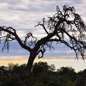 Camel Thorn Tree, Tanzania, Africa