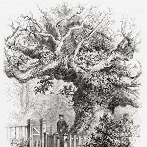 The Crouch Oak tree, Addlestone, Surrey, England, under which it is said Queen Elizabeth I picnicked. From English Pictures, published 1890