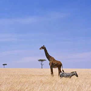 Giraffe Standing In Dry Grass On The Plains Of The Masai Mara Game Reserve