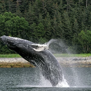 Humpback whale breaching the water close to shore at the Inside Passage, SE Alaska, Alaska, USA