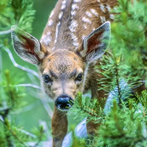 Portrait of mule deer fawn looking at camera through pine boughs, YNP, USA
