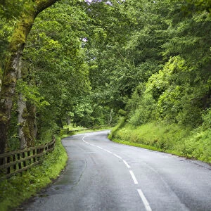 A Road Lined With Lush Trees And Foliage And A Wooden Fence; Dunkeld, Perth And Kinross, Scotland