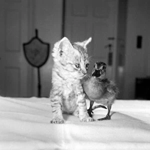 Donald the duckling has found a friend in six week old kitten SIlva Ringo Donald