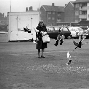 Miss Helen Fleming, of Liverpool, feeds the pigeons near her home. December 1969 Z11774