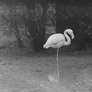 wet weather scenes at London Zoo Freddy the flamingo DM 15 / 3 / 1951 Staff
