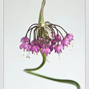 Alium cernuum with a twisted stem photographed in high key to create an artistic image which reminds me of a mythical multi-headed snake