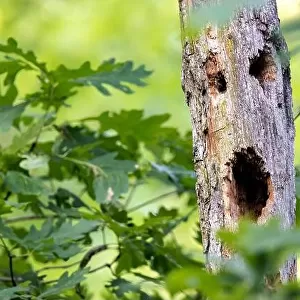 Scary face in tree trunk - Brevard, North Carolina, USA
