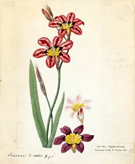 Spraxis tricolor (Schneev. ) Ker Gawl. ( Three-coloured Spraxis )