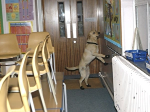 Fire dog working at scene of school fire, Dagenham